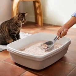 Frisco Natural Unscented Clumping Grass Cat Litter -Meowverse Store 132396 PT4. AC SS1800 V1659023512