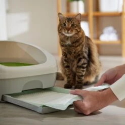 Frisco Cat Litter Pads, Unscented 12 Frisco Cat Litter Pads, Unscented -Meowverse Store 149816 PT5. AC SS1800 V1675279991