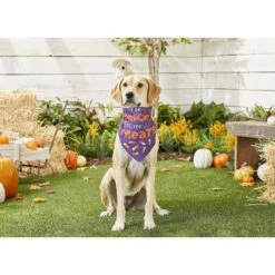 Frisco I Do Tricks For Treats Dog & Cat Bandana 11 Frisco I Do Tricks For Treats Dog & Cat Bandana -Meowverse Store 158938 PT4. AC SS1800 V1633069923