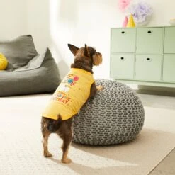 Frisco Llama-zing Birthday Dog & Cat T-Shirt -Meowverse Store 191240 PT4. AC SS1800 V1582053521