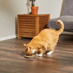 Frisco Round Cat Dish 9 Frisco Round Cat Dish -Meowverse Store 216008 PT7. AC SS1800 V1605664315