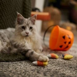 Frisco Halloween Candy Corn Plush Cat Toy With Catnip 6 Frisco Halloween Candy Corn Plush Cat Toy With Catnip -Meowverse Store 218645 PT3. AC SS1800 V1689878929