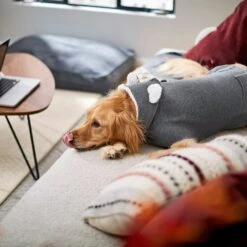 Frisco Bear Hooded Dog & Cat Sweater 13 Frisco Bear Hooded Dog & Cat Sweater -Meowverse Store 223786 PT7. AC SS1800 V1599566227