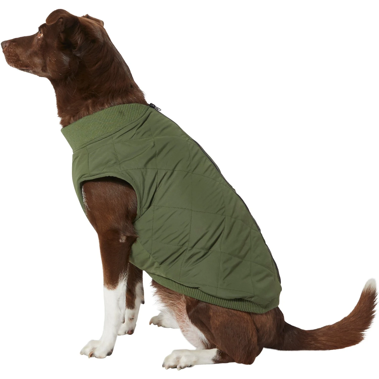 Frisco Lightweight Insulated Bomber Dog & Cat Jacket 1 Frisco Lightweight Insulated Bomber Dog & Cat Jacket