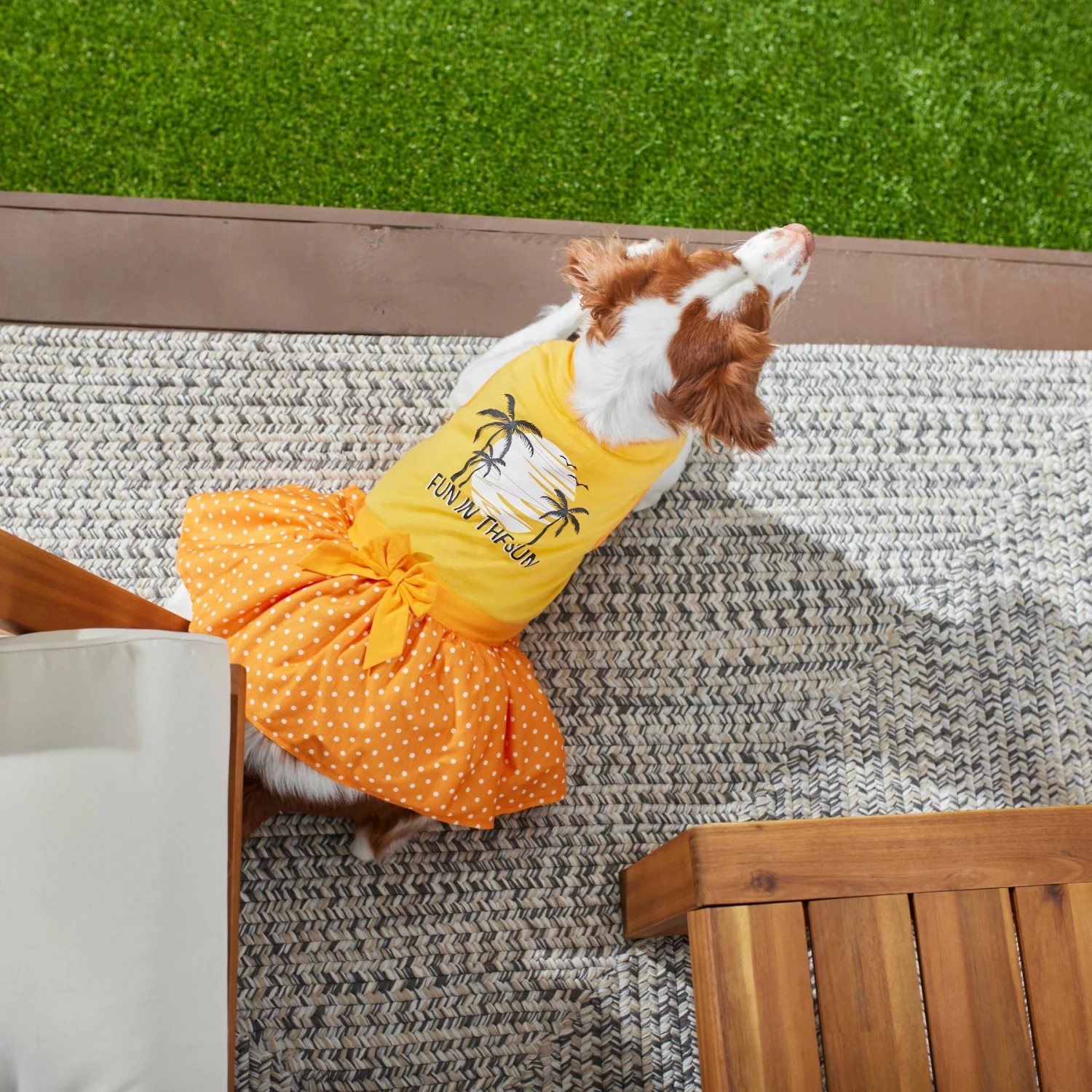 Frisco Fun In The Sun Dog & Cat Dress 6 Frisco Fun In The Sun Dog & Cat Dress - Image 6