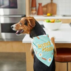 Frisco Brunch Please Dog & Cat Bandana 13 Frisco Brunch Please Dog & Cat Bandana -Meowverse Store 249207 PT5. AC SS1800 V1696597732