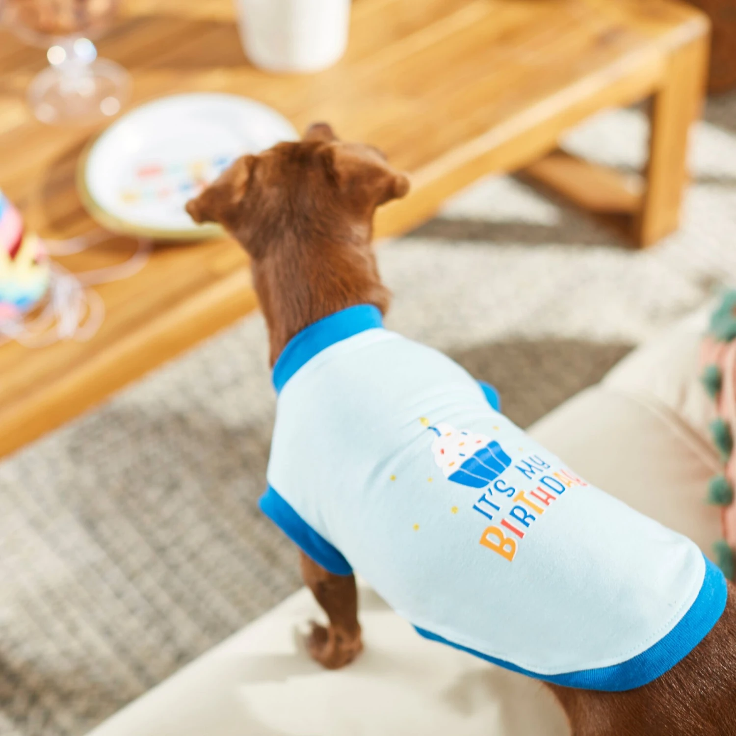 Frisco It's My Birthday & Cat T-Shirt 6 Frisco It's My Birthday & Cat T-Shirt - Image 6