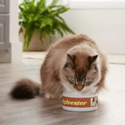 Frisco Playful Kitty Ceramic Personalized Cat Bowl, 1-cup, 8oz -Meowverse Store 250841 PT3. AC SS1800 V1610755212