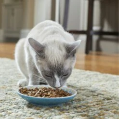 Frisco Kaleidoscope Pattern Non-skid Ceramic Cat Dish -Meowverse Store 256092 PT2. AC SS1800 V1616167031