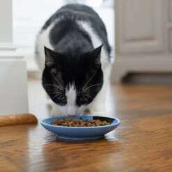 Frisco Cat Face Non-skid Ceramic Cat Dish, Blue 9 Frisco Cat Face Non-skid Ceramic Cat Dish, Blue -Meowverse Store 256101 PT3. AC SS1800 V1617130591