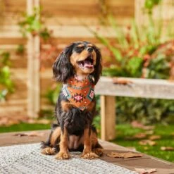 Frisco Southwest Dog & Cat Bandana 13 Frisco Southwest Dog & Cat Bandana -Meowverse Store 267904 PT5. AC SS1800 V1637679734