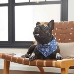 Frisco Fall Vibes Dog & Cat Bandana -Meowverse Store 267913 PT5. AC SS1800 V1637722289