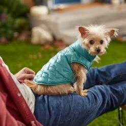 Frisco Lightweight Packable Insulated Dog & Cat Quilted Puffer Coat, Ocean Teal -Meowverse Store 268280 PT8. AC SS1800 V1629836601