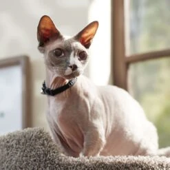 Frisco Nylon Personalized Breakaway Cat Collar With Bell -Meowverse Store 270731 PT6. AC SS1800 V1629992558