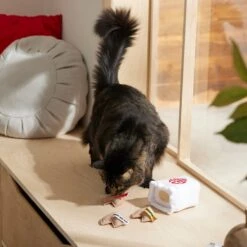 Frisco Lunar New Year Fortune Cookie Plush Cat Toy With Catnip -Meowverse Store 298909 PT3. AC SS1800 V1640269104