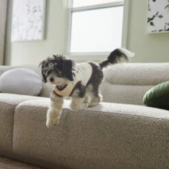 Frisco Problem Child Dog & Cat T-Shirt 12 Frisco Problem Child Dog & Cat T-Shirt -Meowverse Store 312064 PT5. AC SS1800 V1673303462