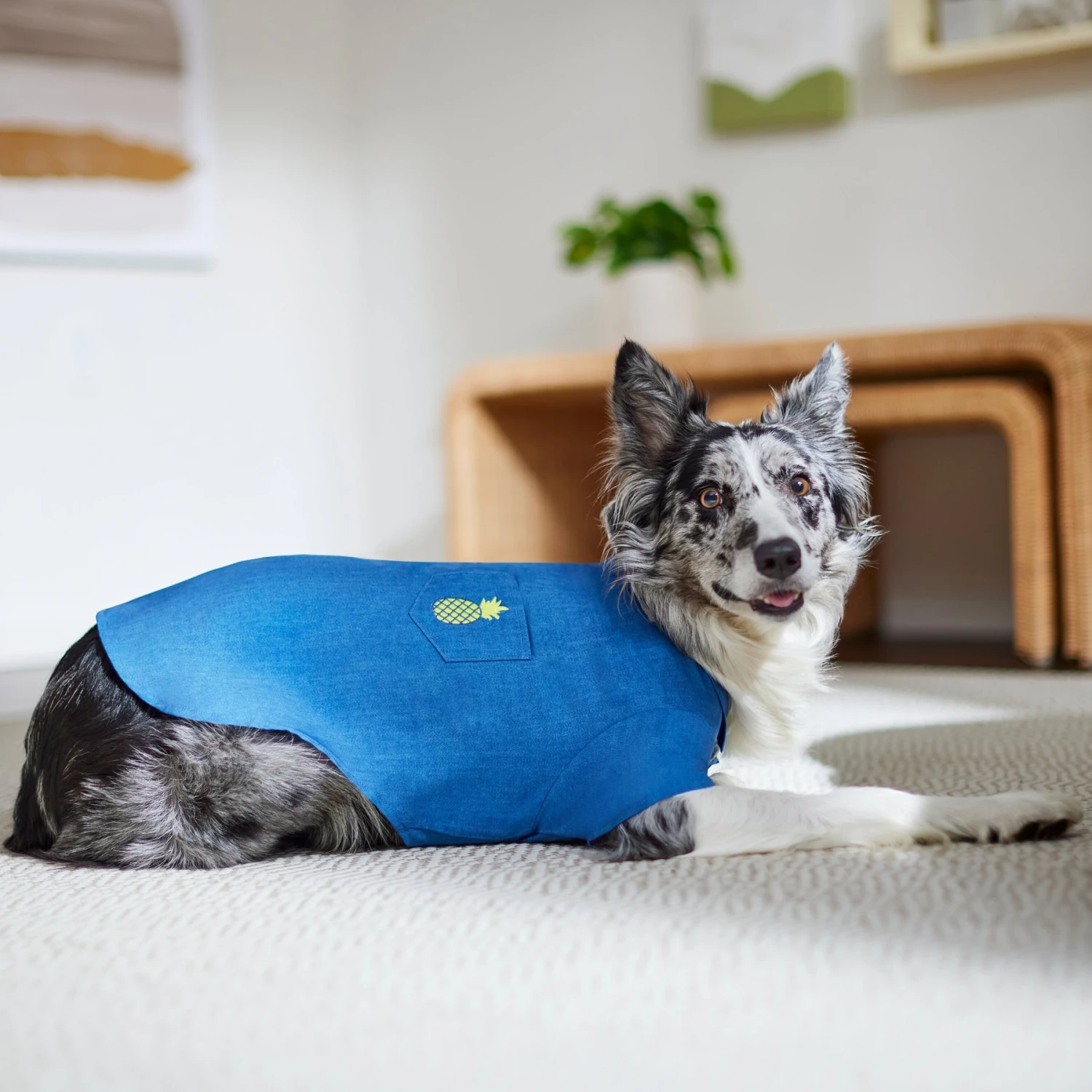 Frisco Chambray Pineapple Dog & Cat Shirt 9 Frisco Chambray Pineapple Dog & Cat Shirt - Image 9