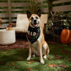 Frisco Bad & Boo-Jee Dog & Cat Costume Bandana 14 Frisco Bad & Boo-Jee Dog & Cat Costume Bandana -Meowverse Store 334807 PT6. AC SS1800 V1660056594