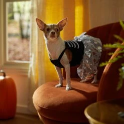 Frisco Silver Metallic Skull Dog & Cat Dress 10 Frisco Silver Metallic Skull Dog & Cat Dress -Meowverse Store 335154 PT7. AC SS1800 V1657663214