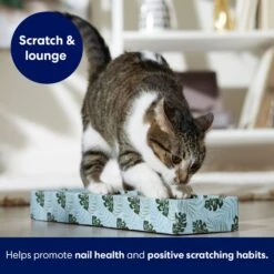 Frisco Single-Wide Cat Scratcher Toy With Catnip, Tropical Paradise, 2 Count -Meowverse Store 347217 PT3. AC SS1800 V1659699275