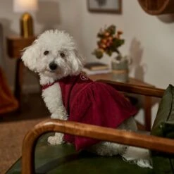 Frisco Sleepy Face Dog & Cat Dress -Meowverse Store 353657 PT6. AC SS1800 V1660750164