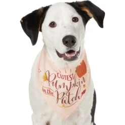 Frisco Cutest Pumpkin In The Patch Dog & Cat Bandana -Meowverse Store 353777 PT2. AC SS1800 V1659010334