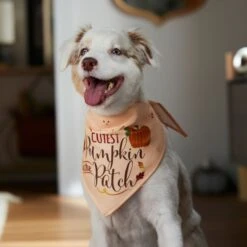 Frisco Cutest Pumpkin In The Patch Dog & Cat Bandana -Meowverse Store 353777 PT6. AC SS1800 V1660749986
