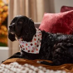 Frisco Apple Dog & Cat Bandana -Meowverse Store 353786 PT6. AC SS1800 V1660749688