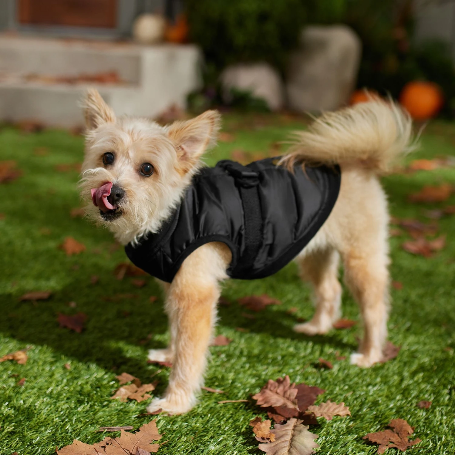 Frisco Lightweight Belted Puffer Dog & Cat Jacket 6 Frisco Lightweight Belted Puffer Dog & Cat Jacket - Image 6