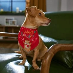 Frisco Cutest Reindeer Of All Dog & Cat Bandana -Meowverse Store 357931 PT6. AC SS1800 V1661798487