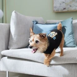 Frisco Birthday Vibe Dog & Cat T-Shirt -Meowverse Store 368790 PT7. AC SS1800 V1664994272