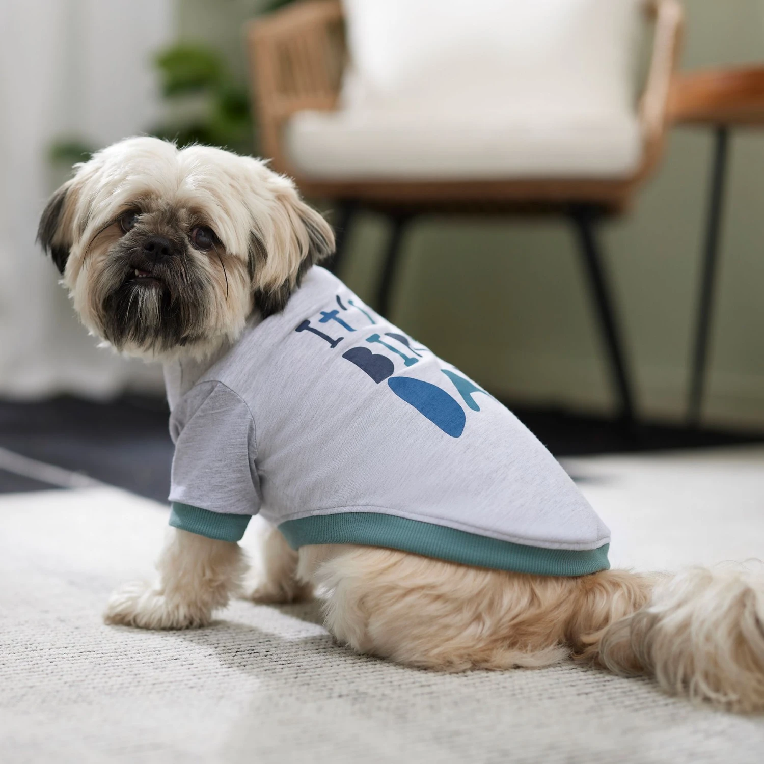 Frisco It's My Birth Day Dog & Cat T-Shirt 6 Frisco It's My Birth Day Dog & Cat T-Shirt - Image 6