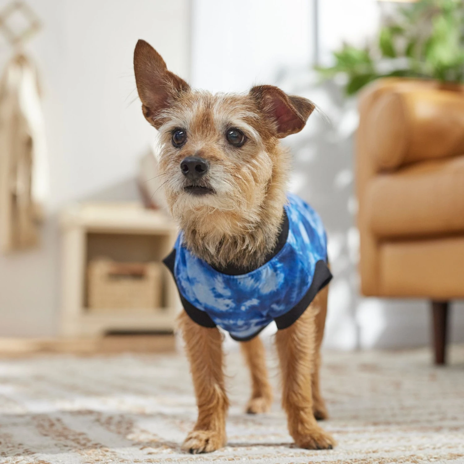 Frisco Tie-Dye Dog & Cat T-Shirt 6 Frisco Tie-Dye Dog & Cat T-Shirt - Image 6