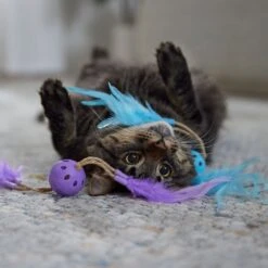 Frisco Feather & Play Plastic Balls Cat Toy, 2 Count -Meowverse Store 525998 PT3. AC SS1800 V1669148124