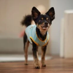 Frisco Just Another Day In Paradise Dog & Cat T-Shirt -Meowverse Store 556406 PT5. AC SS1800 V1675099506