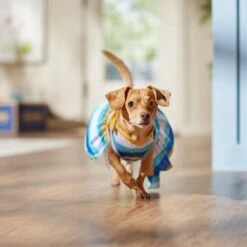 Frisco Beach Vibes Dog & Cat Dress 12 Frisco Beach Vibes Dog & Cat Dress -Meowverse Store 556934 PT5. AC SS1800 V1675280724