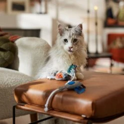 Frisco Halloween Cutie Bats Plush Cat Toy With Catnip -Meowverse Store 667990 PT3. AC SS1800 V1689354957