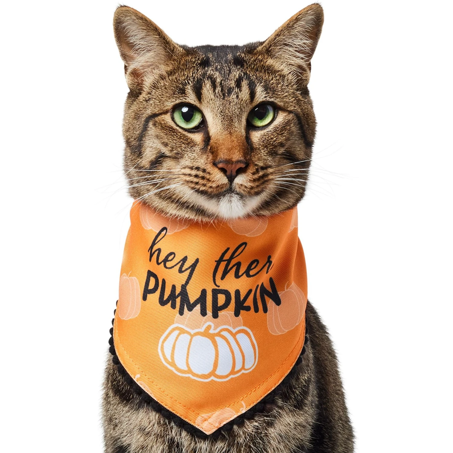 Frisco Hey There Pumpkin Dog & Cat Bandana 1 Frisco Hey There Pumpkin Dog & Cat Bandana