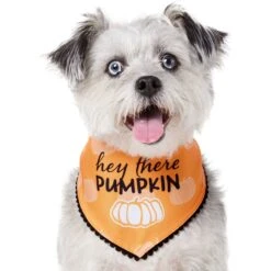 Frisco Hey There Pumpkin Dog & Cat Bandana 9 Frisco Hey There Pumpkin Dog & Cat Bandana -Meowverse Store 706374 PT2. AC SS1800 V1690478413
