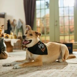 Frisco Trick Or Treat Dog & Cat Bandana -Meowverse Store 706398 PT5. AC SS1800 V1689282516