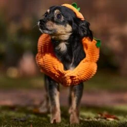 Frisco Pumpkin Ball Dog & Cat Costume -Meowverse Store 708902 PT7. AC SS1800 V1689282553