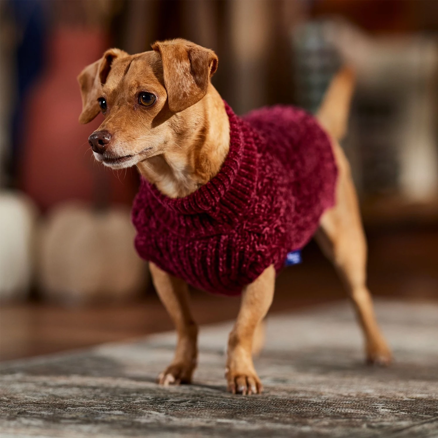 Frisco Cozy Textured Chenille Dog & Cat Sweater 7 Frisco Cozy Textured Chenille Dog & Cat Sweater - Image 7