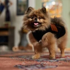 Frisco Light Weight Leopard Print Lined Fleece Dog & Cat Vest -Meowverse Store 720694 PT7. AC SS1800 V1692378099