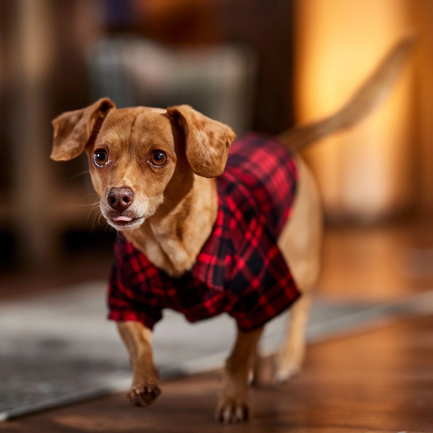 Frisco Red Tartan Plaid Dog & Cat Flannel Shirt 8 Frisco Red Tartan Plaid Dog & Cat Flannel Shirt - Image 8