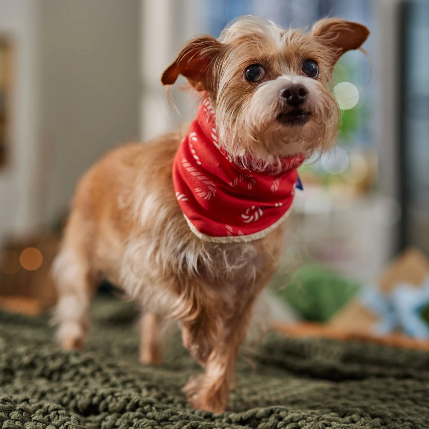 Frisco Reversible Candy Cane Cozy Knit Faux Fur Dog & Cat Pullover Bandana, 1 Count 6 Frisco Reversible Candy Cane Cozy Knit Faux Fur Dog & Cat Pullover Bandana, 1 Count - Image 6